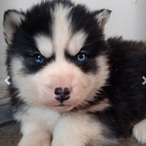 Meet your Posher, Chantelle